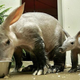 Image for article titled Why The Aardvark May Be The Strangest Creature On Earth